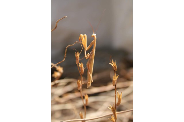 Close-up of a California mantid on a grass stalk