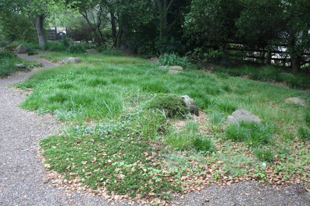 Dune sedge, strawberry, and juniper make good lawn alternatives