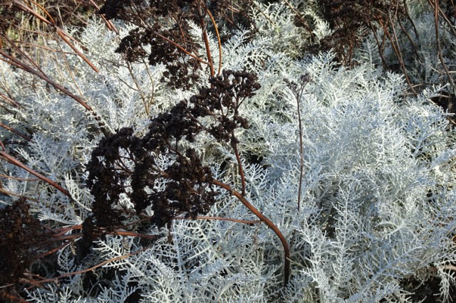 Dried flower stalks rise out of Cataline silver lace bushes