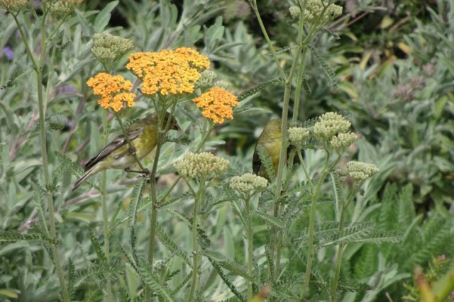 Goldfinch on an orange yarrow flower