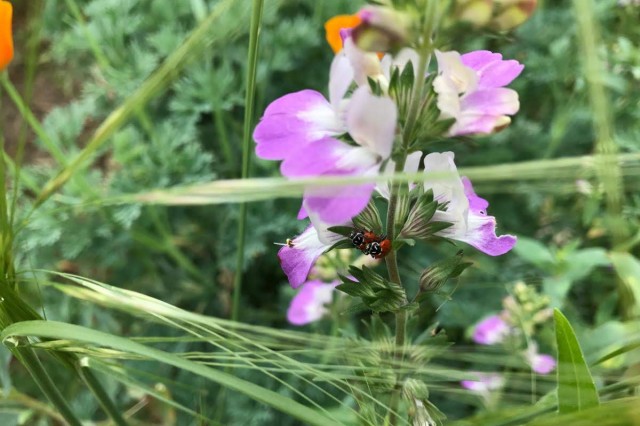 Ladybugs on purple Chinese houses, a type of flower