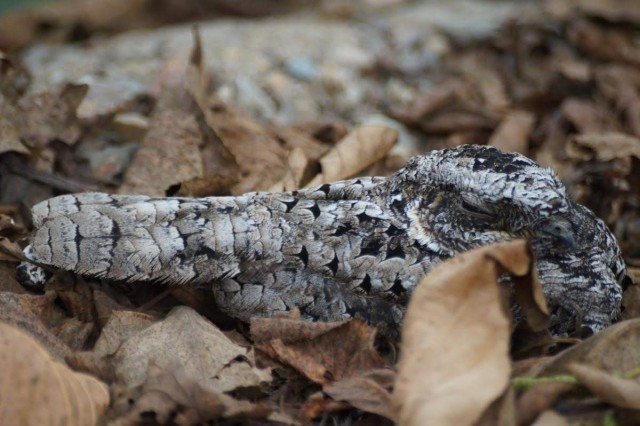 A grey-and-white poorwill hides in the leaves