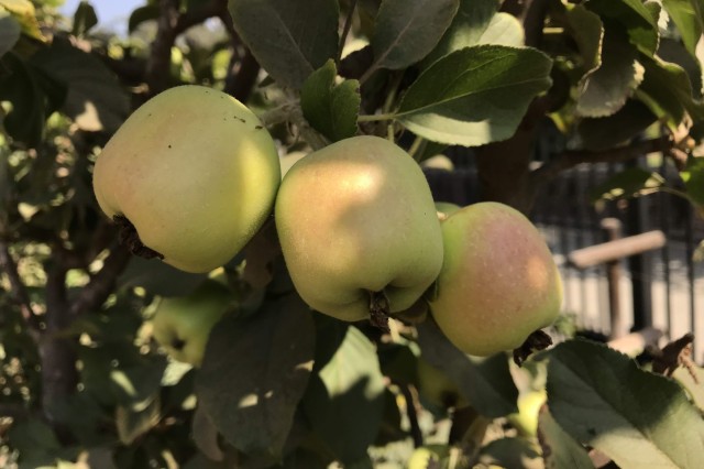 Apples grow on a tree