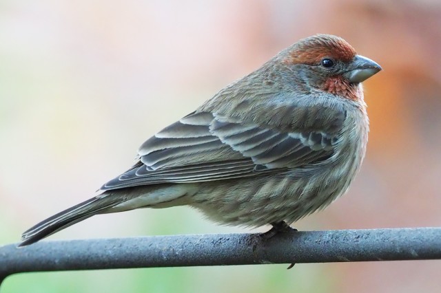 bird, birding, ornithology, finches