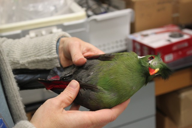 Allison Shultz shows off Turaco specimen 