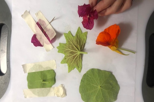 Plant materials taped to a wet sheet of paper