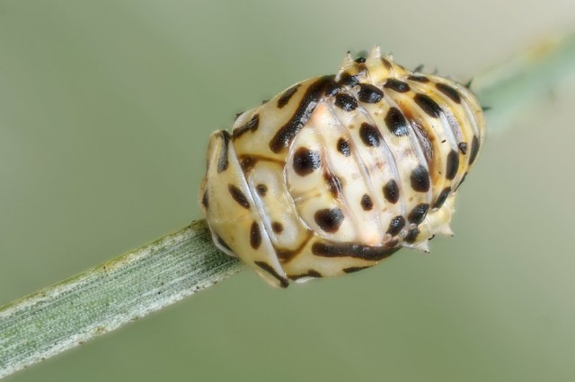 Anatis ocellata pupa