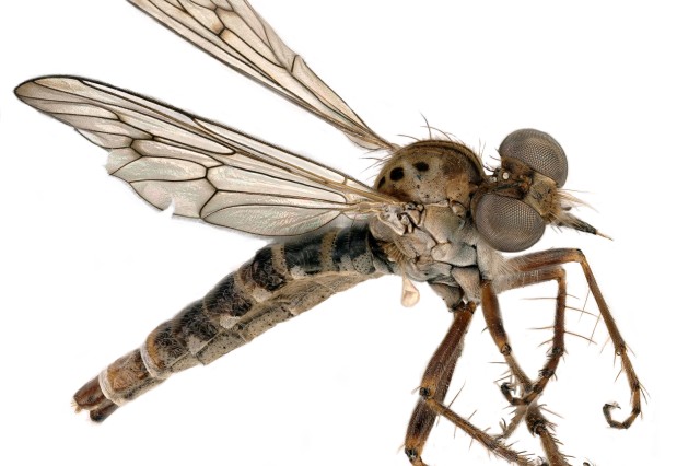 Insect with see-through wings and large eyes, coarse hairs