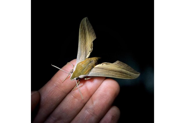 Tersa sphinx (Xylophanes tersa), Florida.