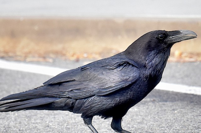 common raven