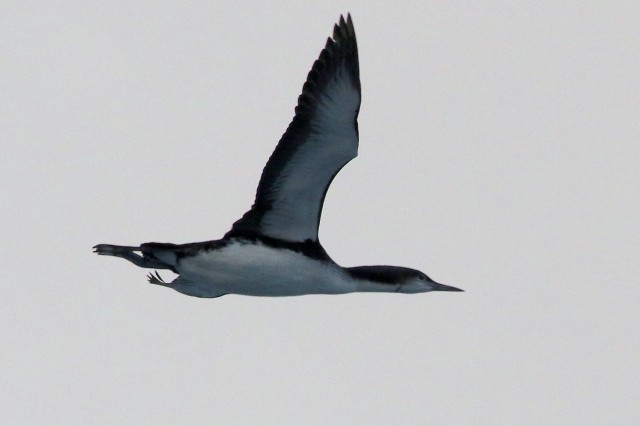 Loon flying 1 cropped