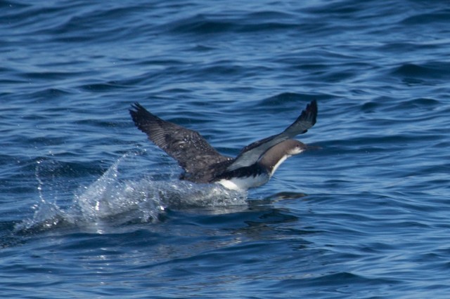 Loon taking off