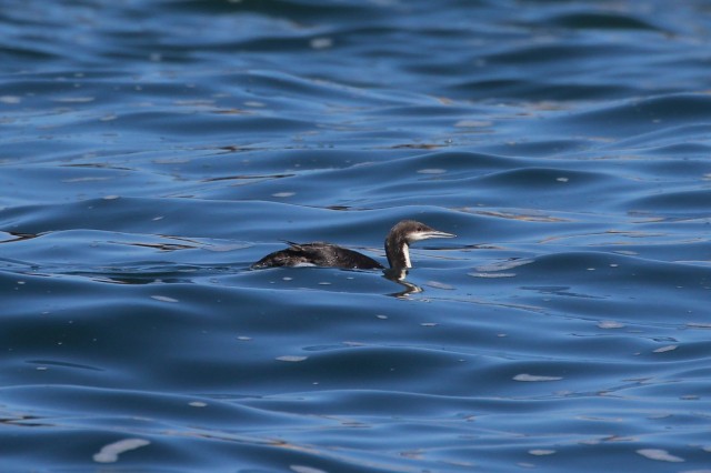 Loon pre take off