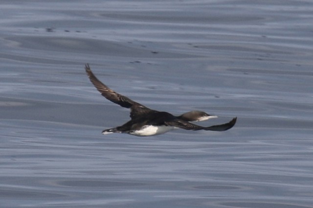 Loon latter take off cropped