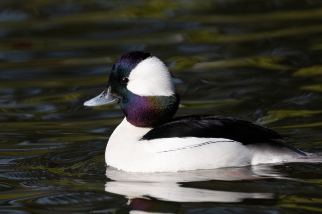 5 Bufflehead at peace