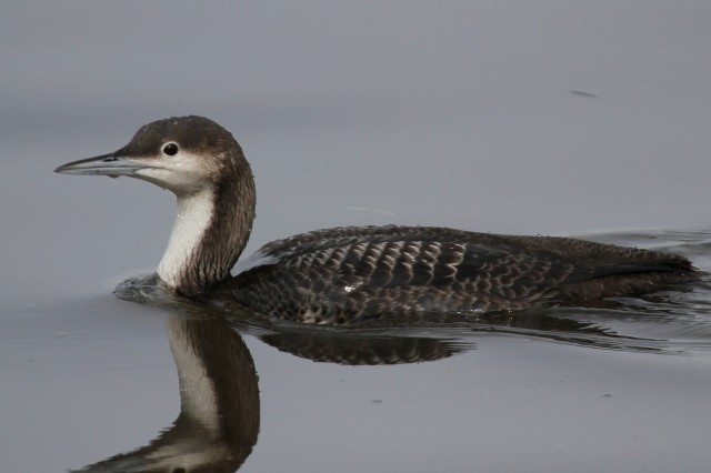 Loon with reflection