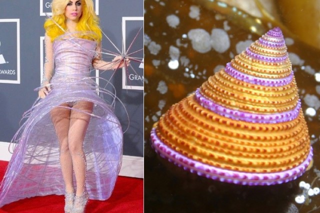 Malacology Meets Mode Lady Gaga Calliostoma annulatum