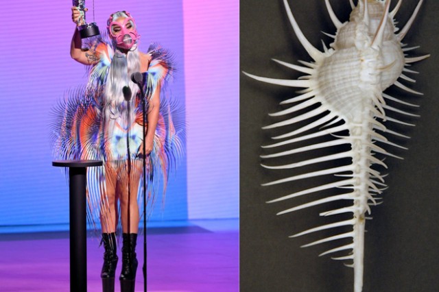 Lady Gaga Murex pecten Malacology Meets Mode