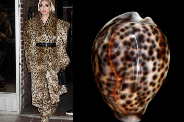 Gaga tigress