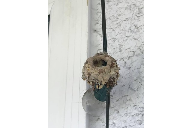 Hummingbird nest on string of lights