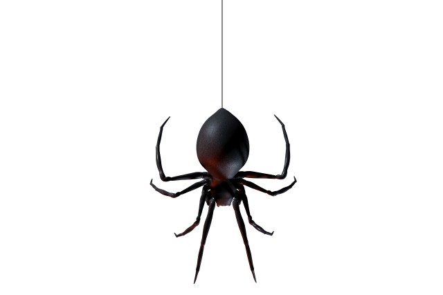 Black Widow stock image