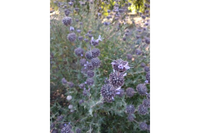 Clusters of dusky purple Cleveland sage flowers.