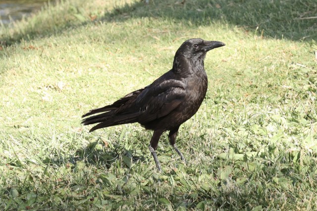 American Crow 