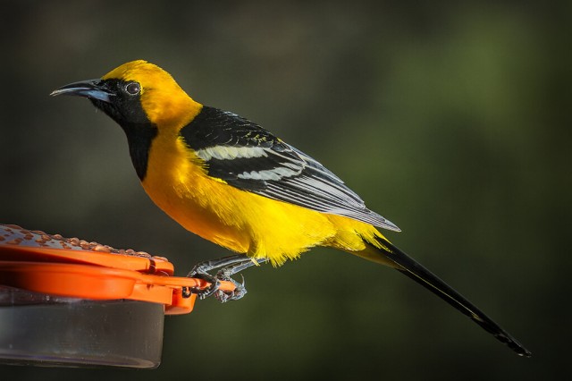 Hooded Oriole