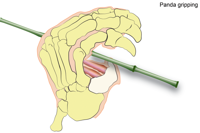 Panda Gripping Image