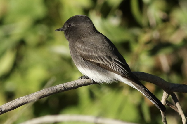 Black Phoebe