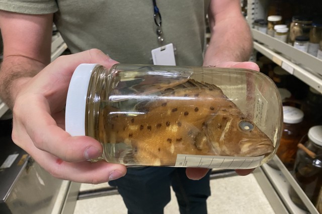 Baby Giant Sea Bass