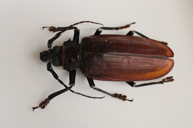 Jordu Schell Titanus Giganteus