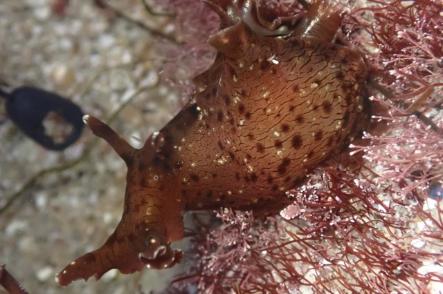 Sea hare living 