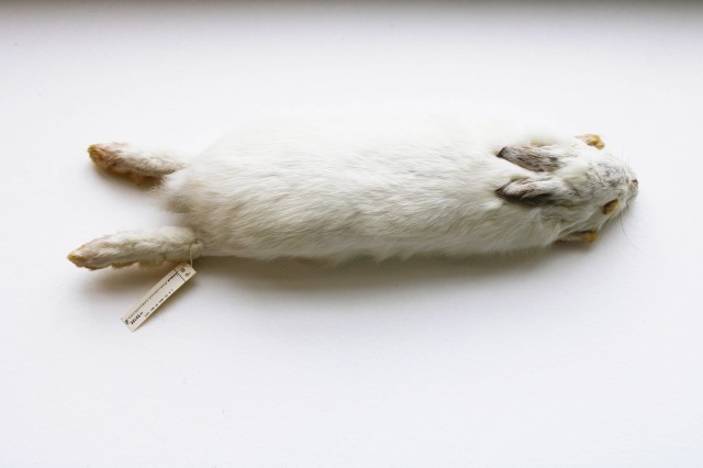 Snowshoe hare