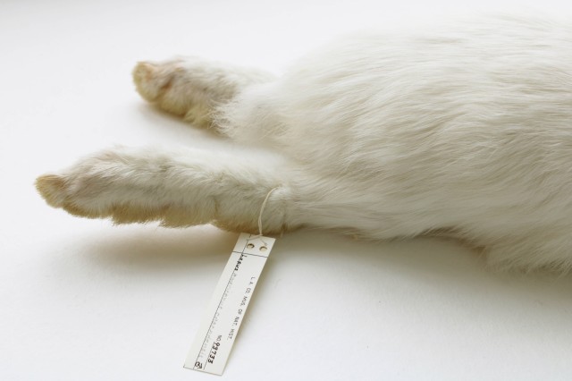 Snowshoe hare hind feet up close