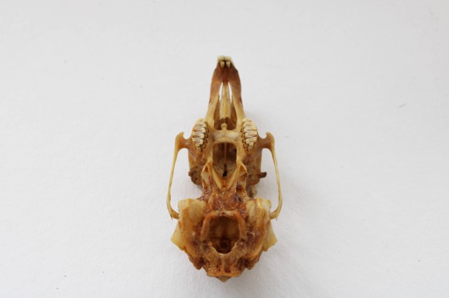 Underside of rabbit skull 