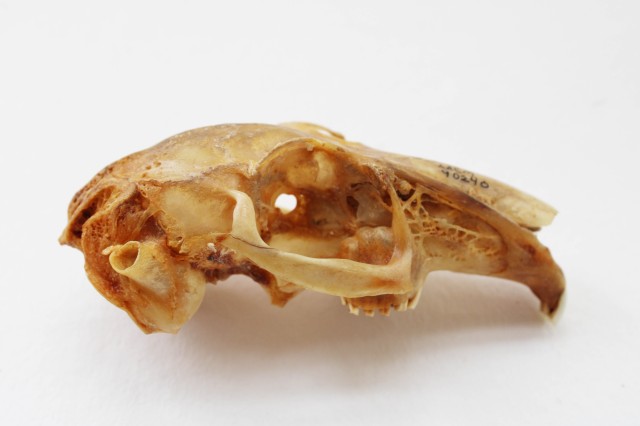 Rabbit skull 