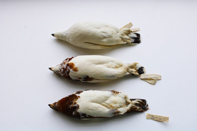 Willow Ptarmigan series feet