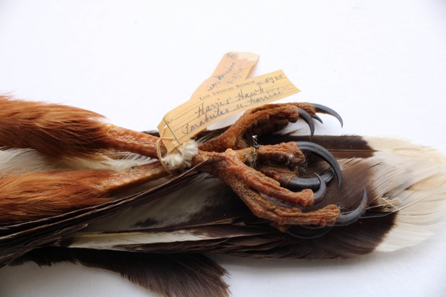 Harris’s Hawks talons