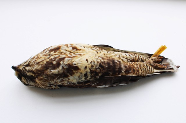 Rough-legged Buzzard