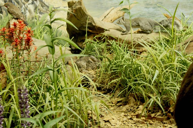 Brush rabbit in diorama