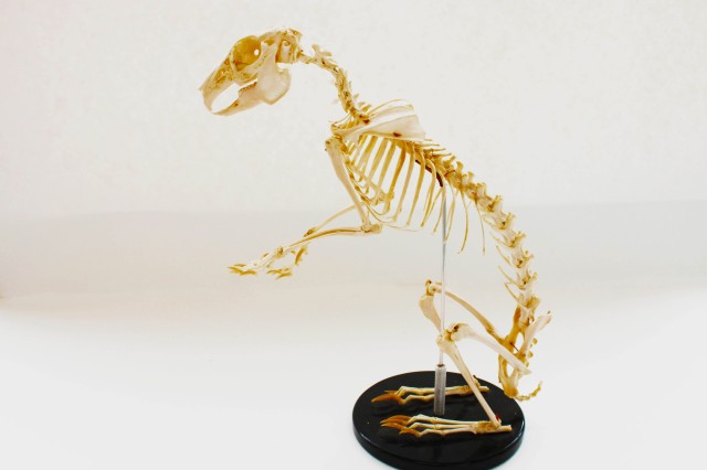 Blacktailed jackrabbit skeleton