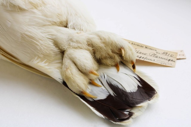 Willow Ptarmigan feet 