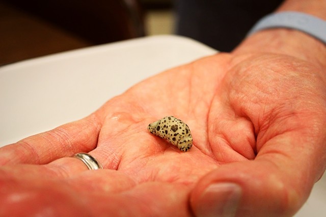 Sea bunny in hand 