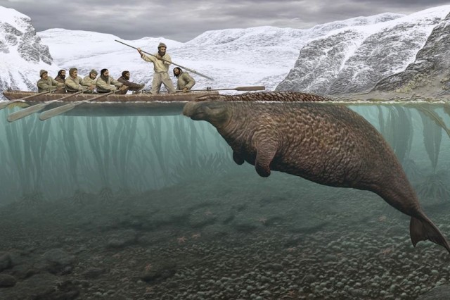 Steller’s sea cow (Hydrodamalis gigas)