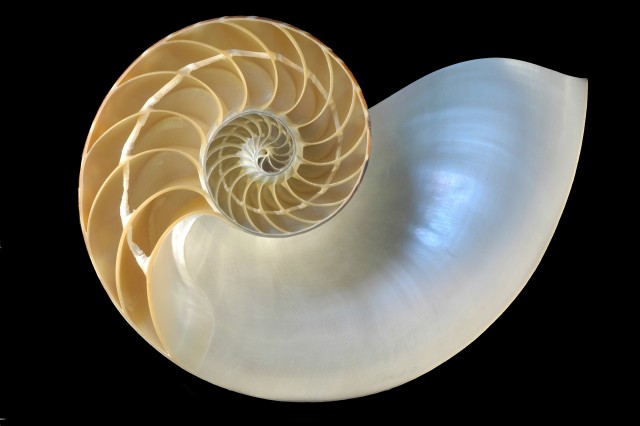 Nautilus pompilius Linnaeus, 1758, Chambered nautilus, Philippines