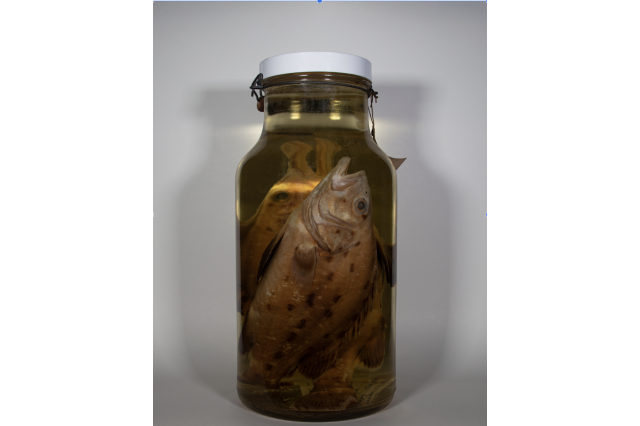 Giant Sea Bass in jar