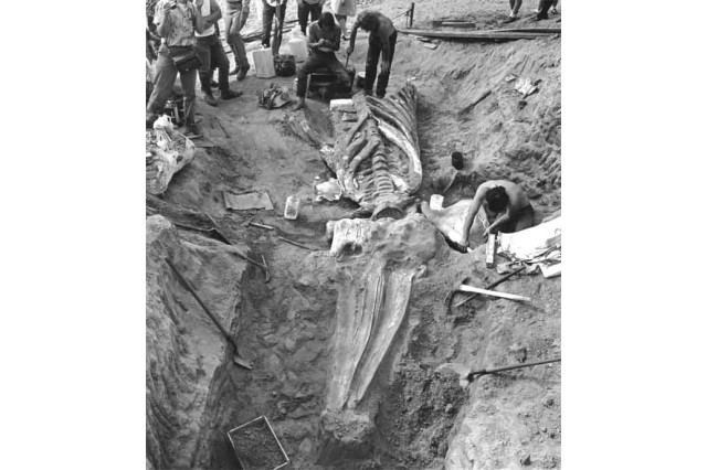 Fossil Gray whale (Eschrichtius) skull and skeleton