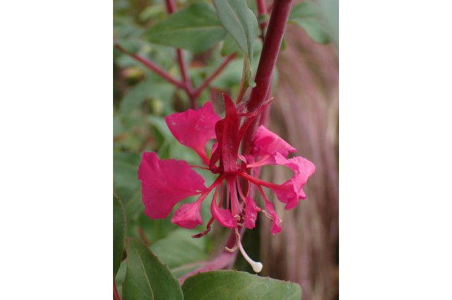 Clarkia unguiculata