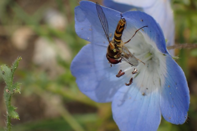 Nemophila menziesii (baby blue eyes)